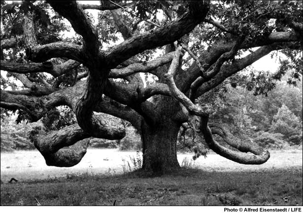 Photograph by Alfred Eisenstaedt / LIFE